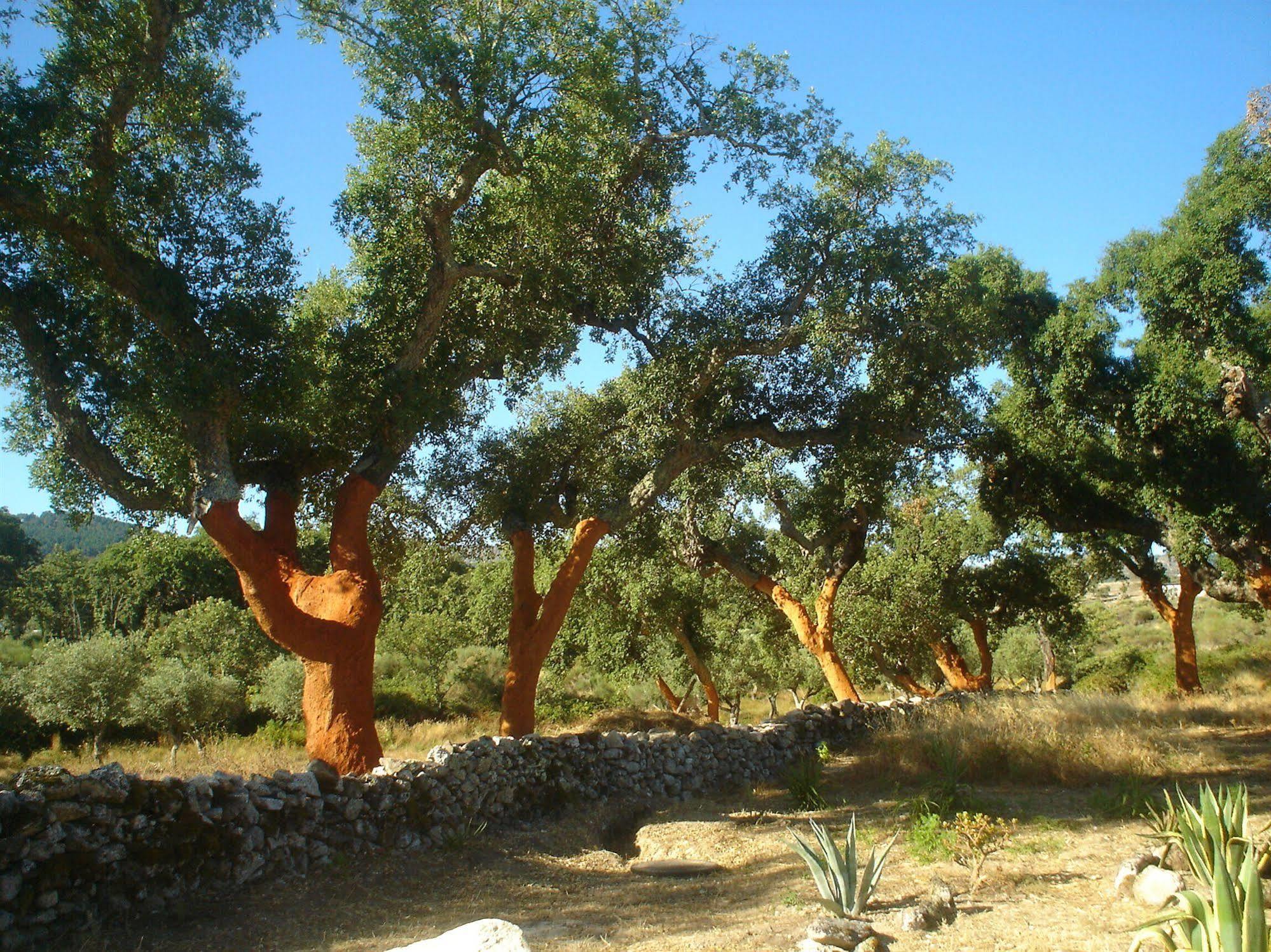 Herdade Da Fonte กัสเตโลเจวีด ภายนอก รูปภาพ